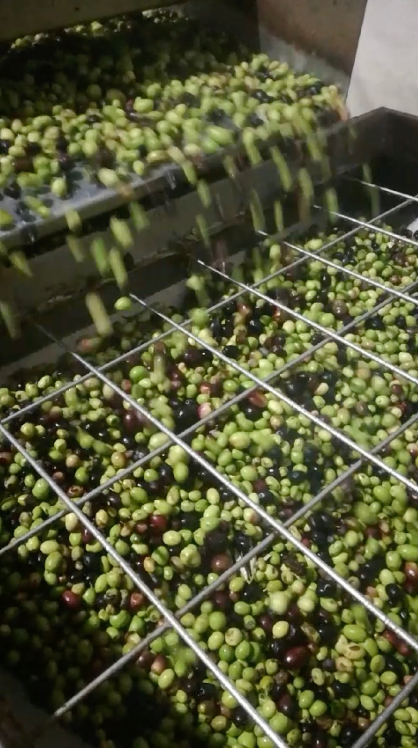 Fresh Italian olives arriving at the mill for pressing during the October harvest at the Lumia family farm in Palma di Montechiaro, Sicily — green and black olives sorted for extra virgin olive oil production