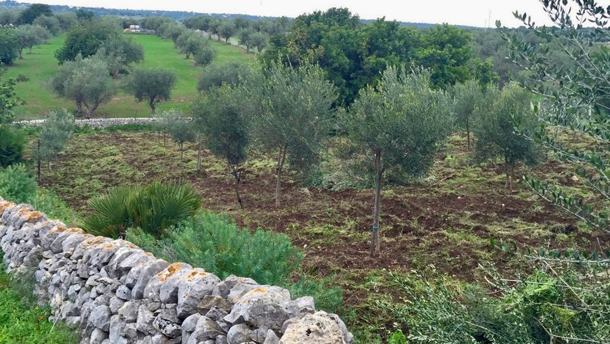 Traditional Sicilian olive grove on the Milan Truffle family farm, where generations have cultivated olive trees in the heart of the Mediterranean.
