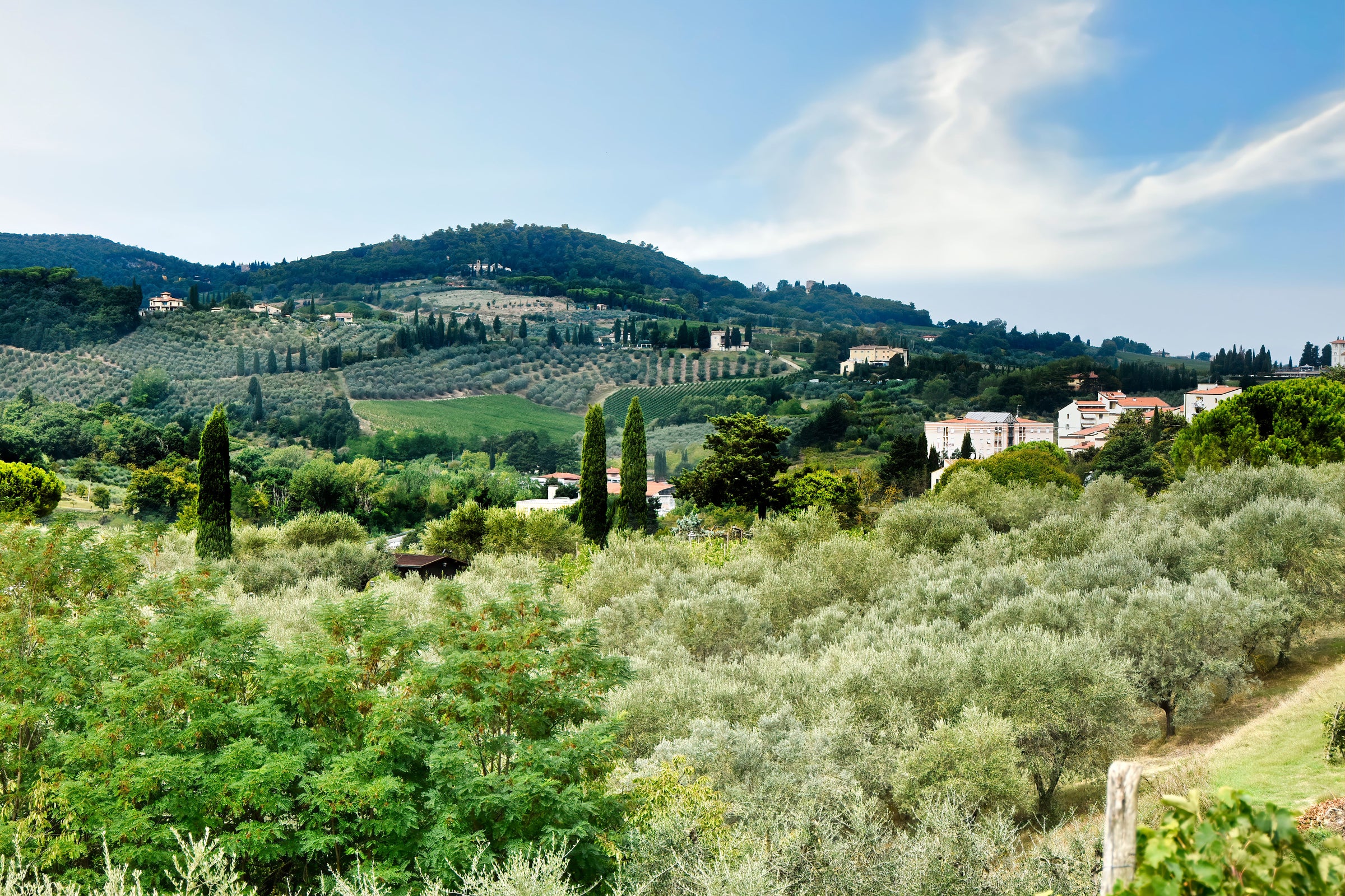 Fresh olives during the new Italian olive harvest